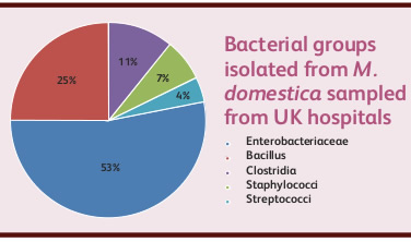 moscas bacterias