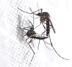 aedes albopictus