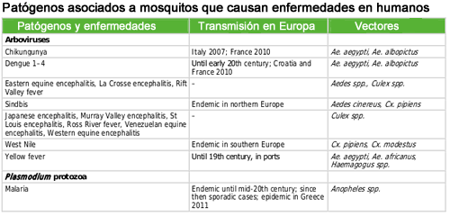 mosquitos-vigilancia