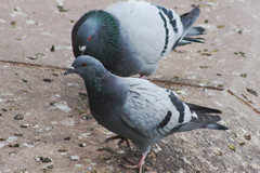 palomas