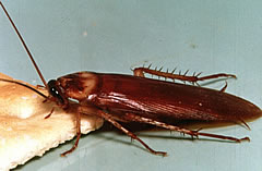 periplaneta americana