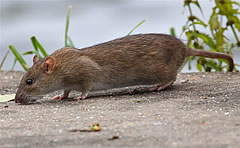 rattus-norvegicus