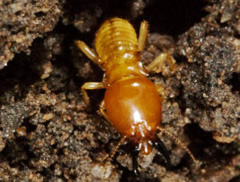 termita