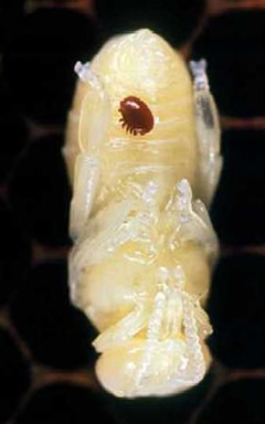 varroa