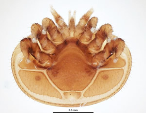 varroa jacosoni