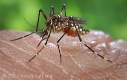 aedes-aegypti