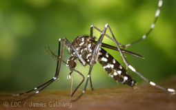aedes albopictus
