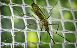 aedes-japonicus
