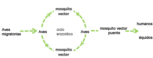 virus-nilo-occidental