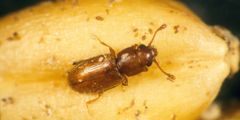 plagas en granos almacenados