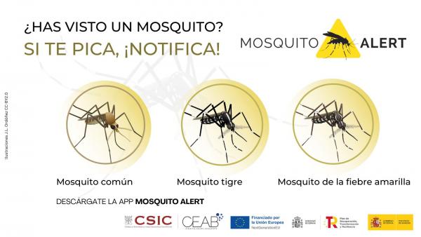 mosquito