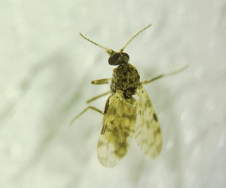 culicoides