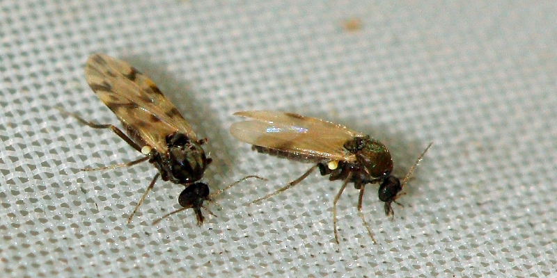 culicoides