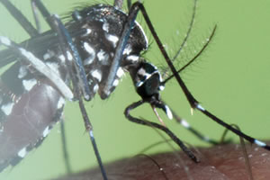 aedes albopictus