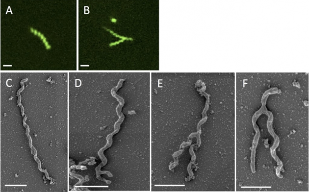 endosimbiontes