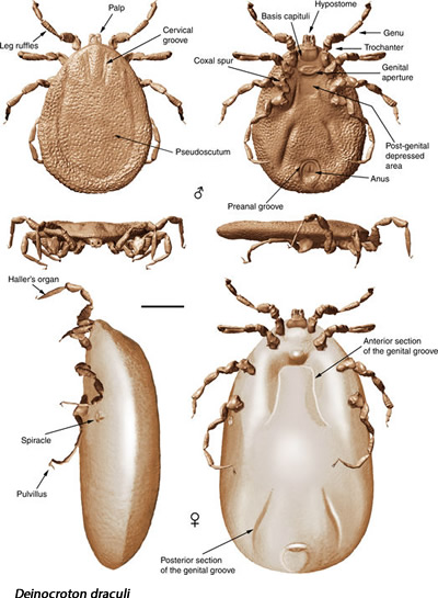 garrapatas