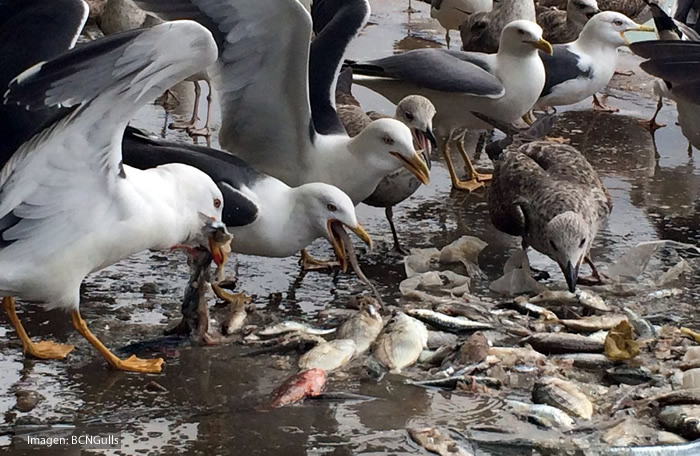 gaviotas