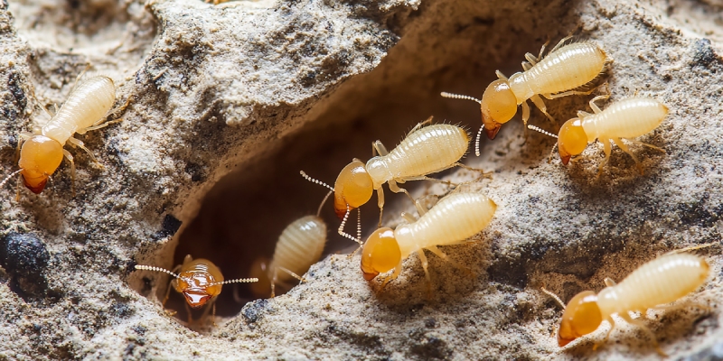 cebos para el control de termitas