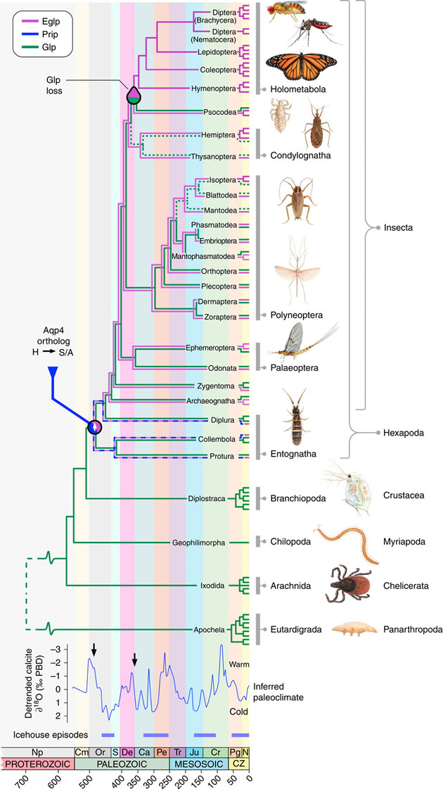 insectos