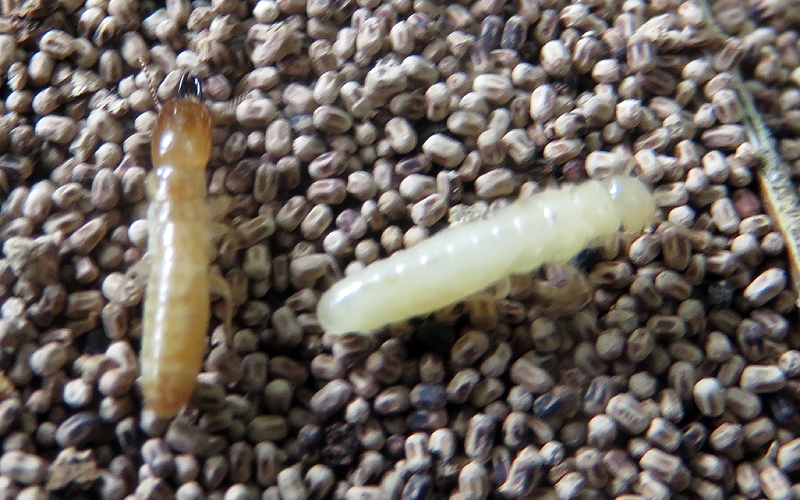 termitas de la madera seca