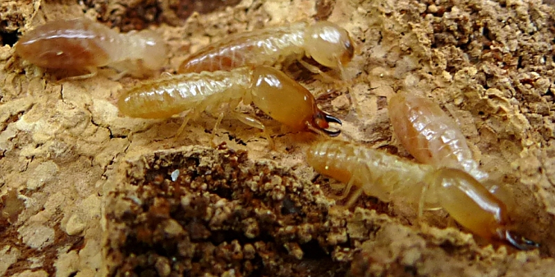 termitas de la madera seca