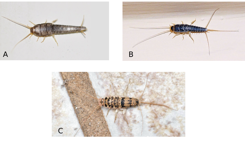 thermobia domestica