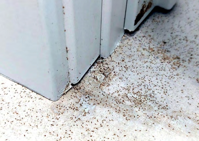 psocidos en interiores