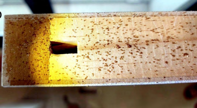 psocidos en interiores