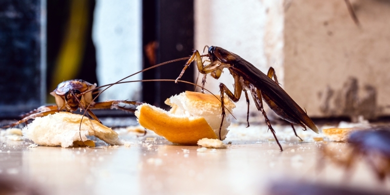 geles insecticidas para cucarachas
