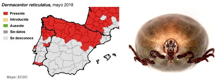 garrapatas