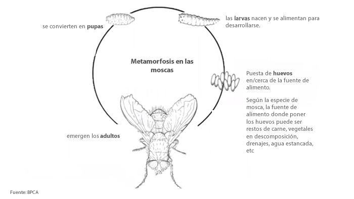 moscas