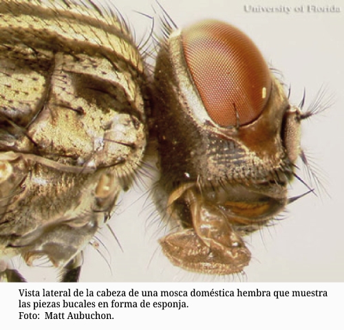 mosca domestica