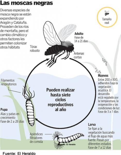 mosca negra