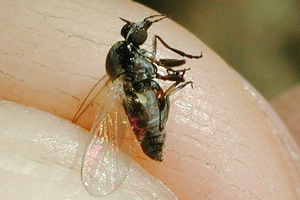 mosca negra