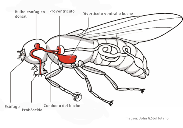 mosca domestica