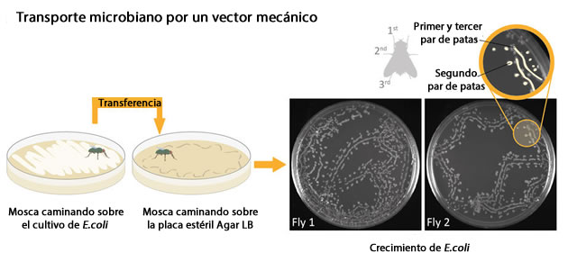 moscas