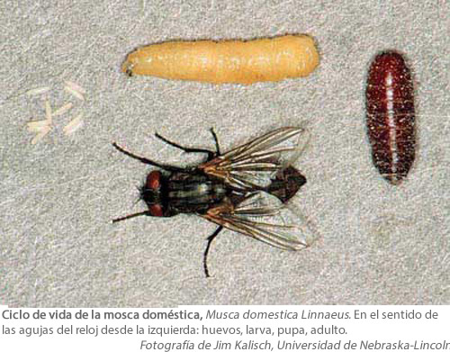 mosca domestica