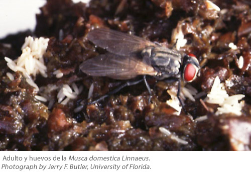 mosca domestica