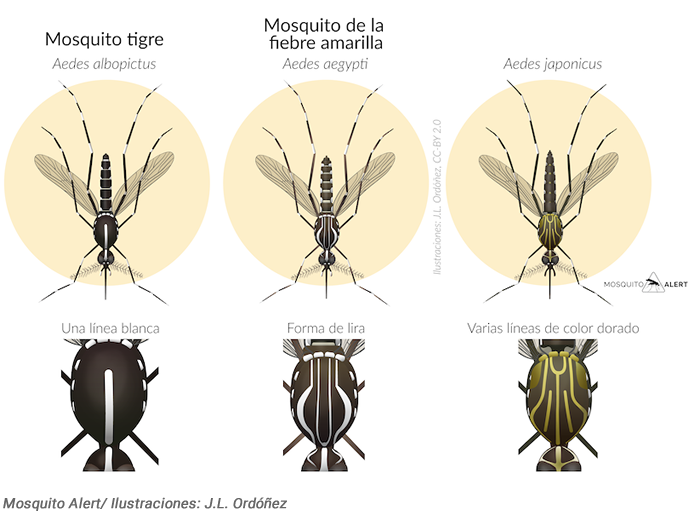 mosquitos invasores