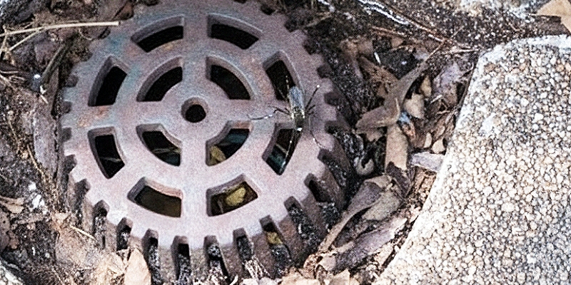 lugares de cría de mosquitos