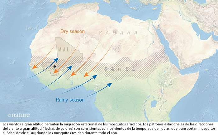 Mosquitos Anopheles migran cientos de kilometros con el viento