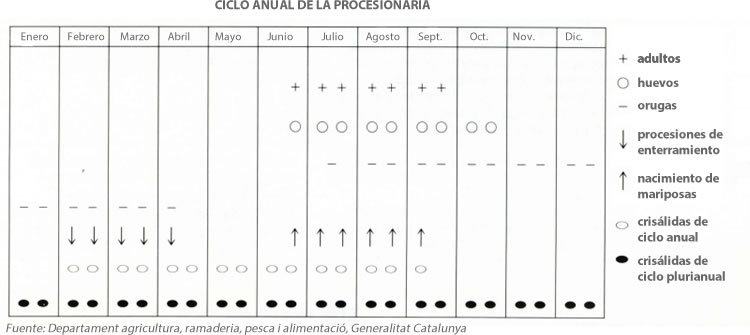 procesionaria