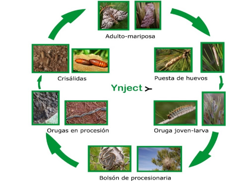 Acabar con la procesionaria del pino en otoño e invierno