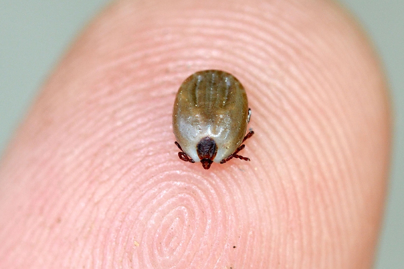 garrapatas