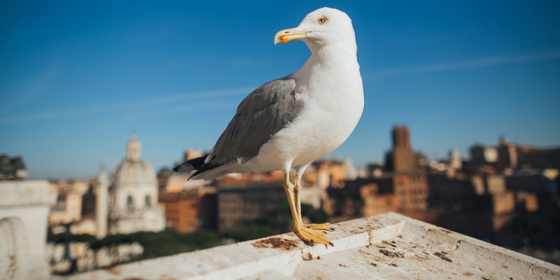 nidos de gaviotas en edificios