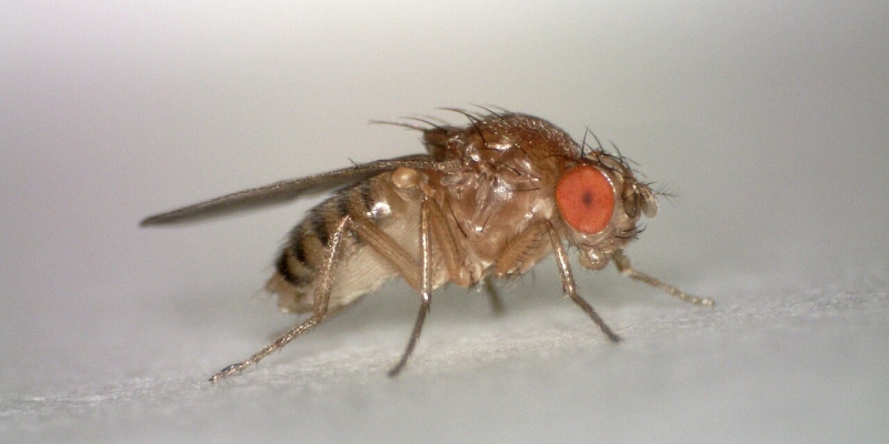 insectocaptores