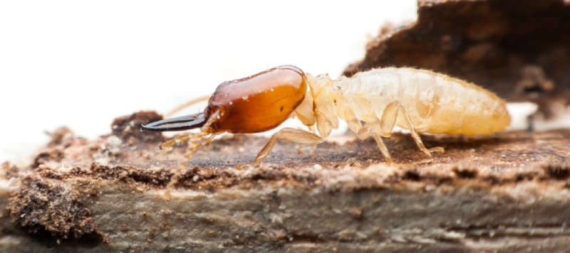 tratamiento de la madera