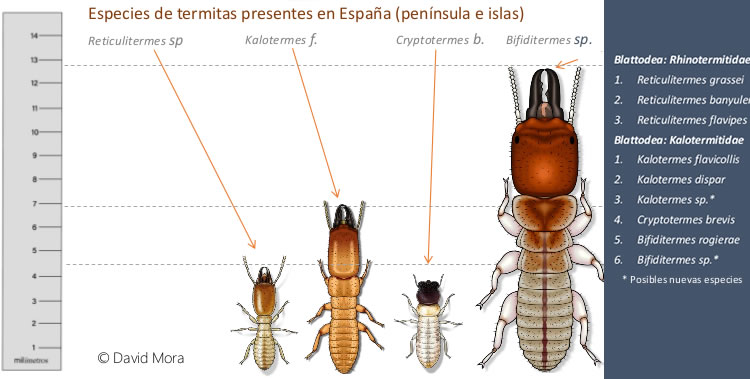 termitas