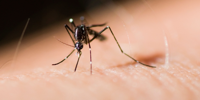 focos de cria de mosquito tigre