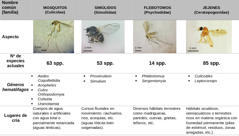 culicoides